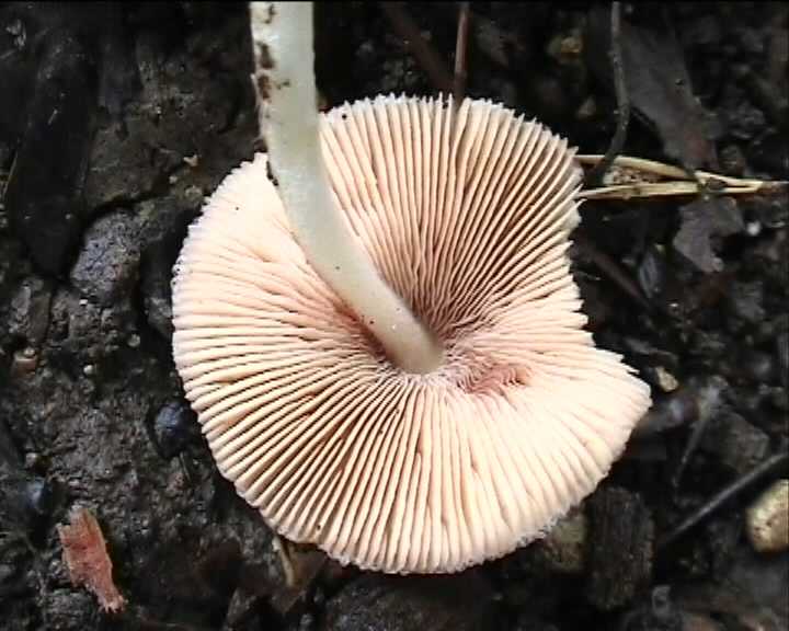 Volvariella hypopithys